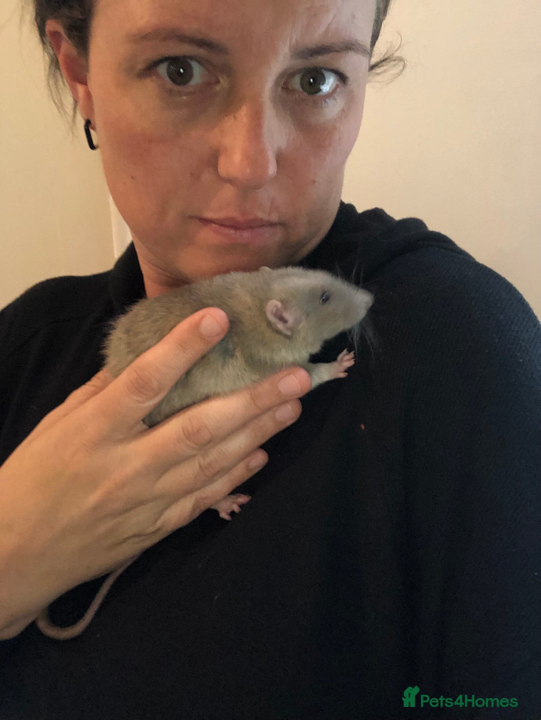 Rat rodents for sale: Female rats  - Image 3