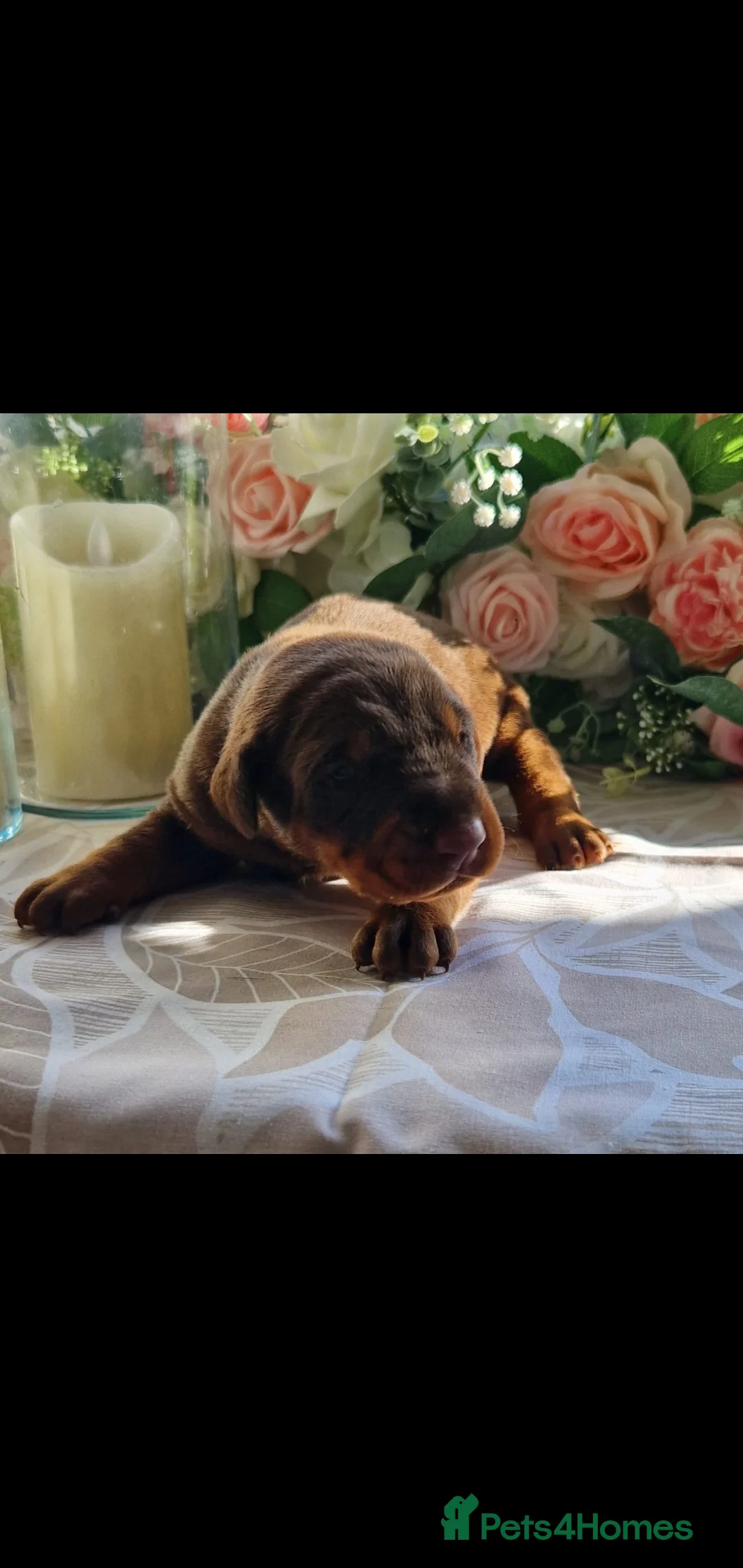 Dobermann dogs for sale: Elite European Doberman Puppies  in Knottingley - Advert 5