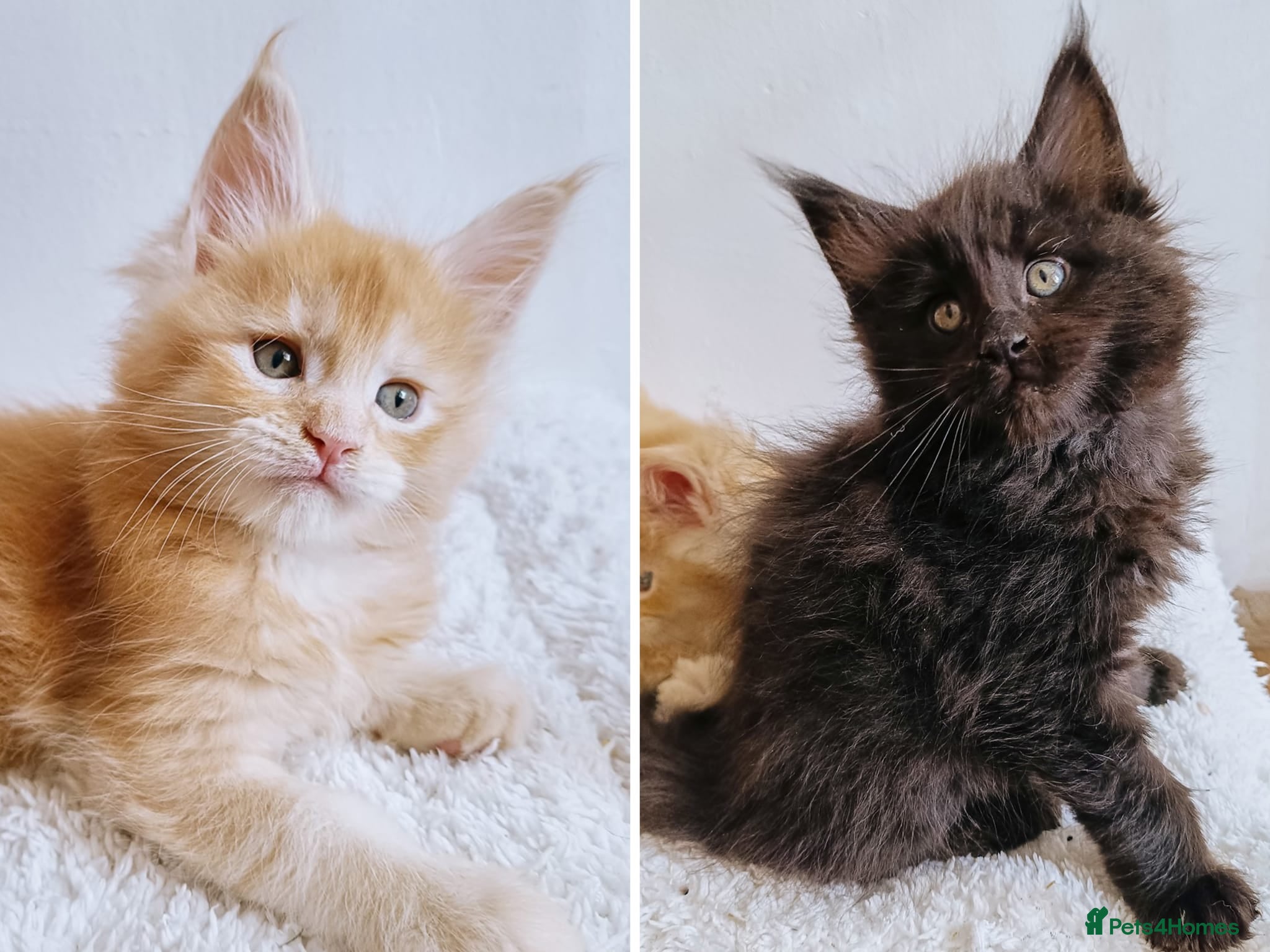 Maine Coon cats XXL Maine coon kittens, DNA health tests  - Advert 13