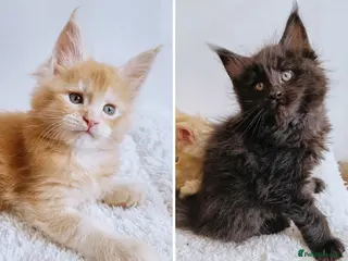 Maine Coon cats XXL Maine coon kittens, DNA health tests - Advert 13