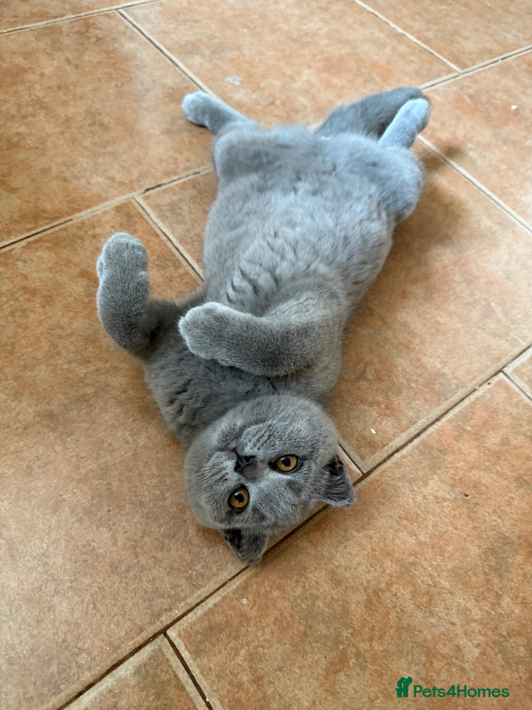 British Shorthair cats for sale: GCCF REGISTERED BLUE BRITISH FEMALE SHORTHAIR - Image 5