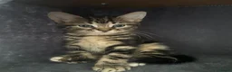 Mixed Breed cats for sale: Bengal/blue bengal kittens 👀🏡 - Advert 8
