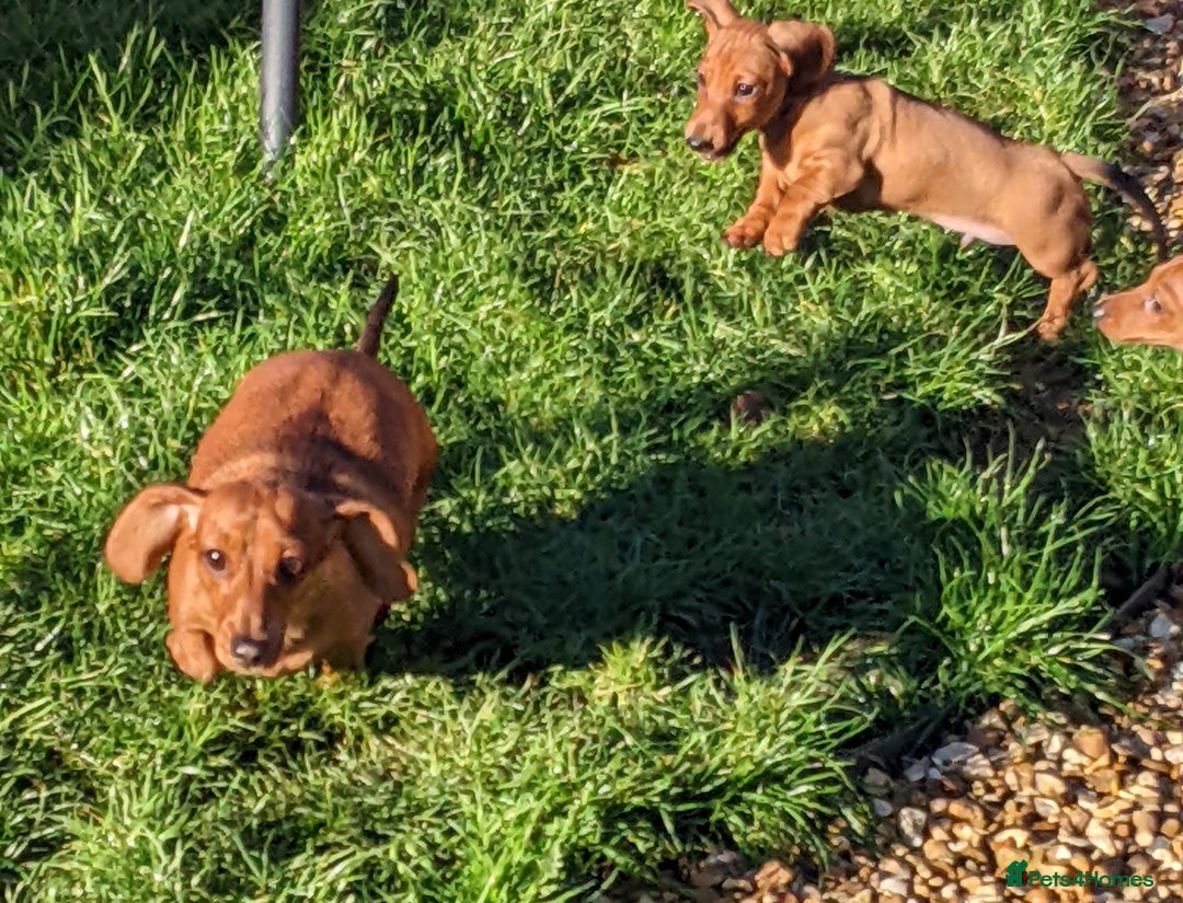 Miniature Dachshund dogs for sale: CH sired PRA IVDD mini smooth haired Dachshunds   - Advert 13