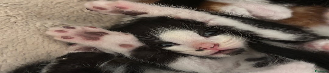 Domestic Shorthair Kitten 4 (Badger) 
