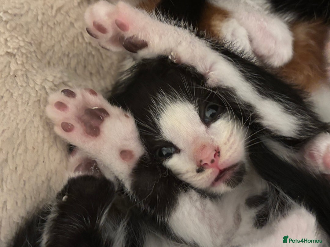 Domestic Shorthair cats for sale: Beautiful friendly Kittens  - Image 11