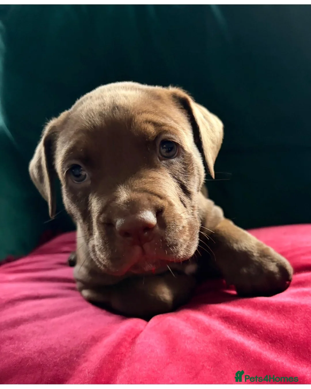 Mixed Breed dogs for sale: Presa canerio cross american bulldog cross - Advert 9