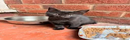 Mixed Breed cats for sale: Kittens in Worcester - Advert 6