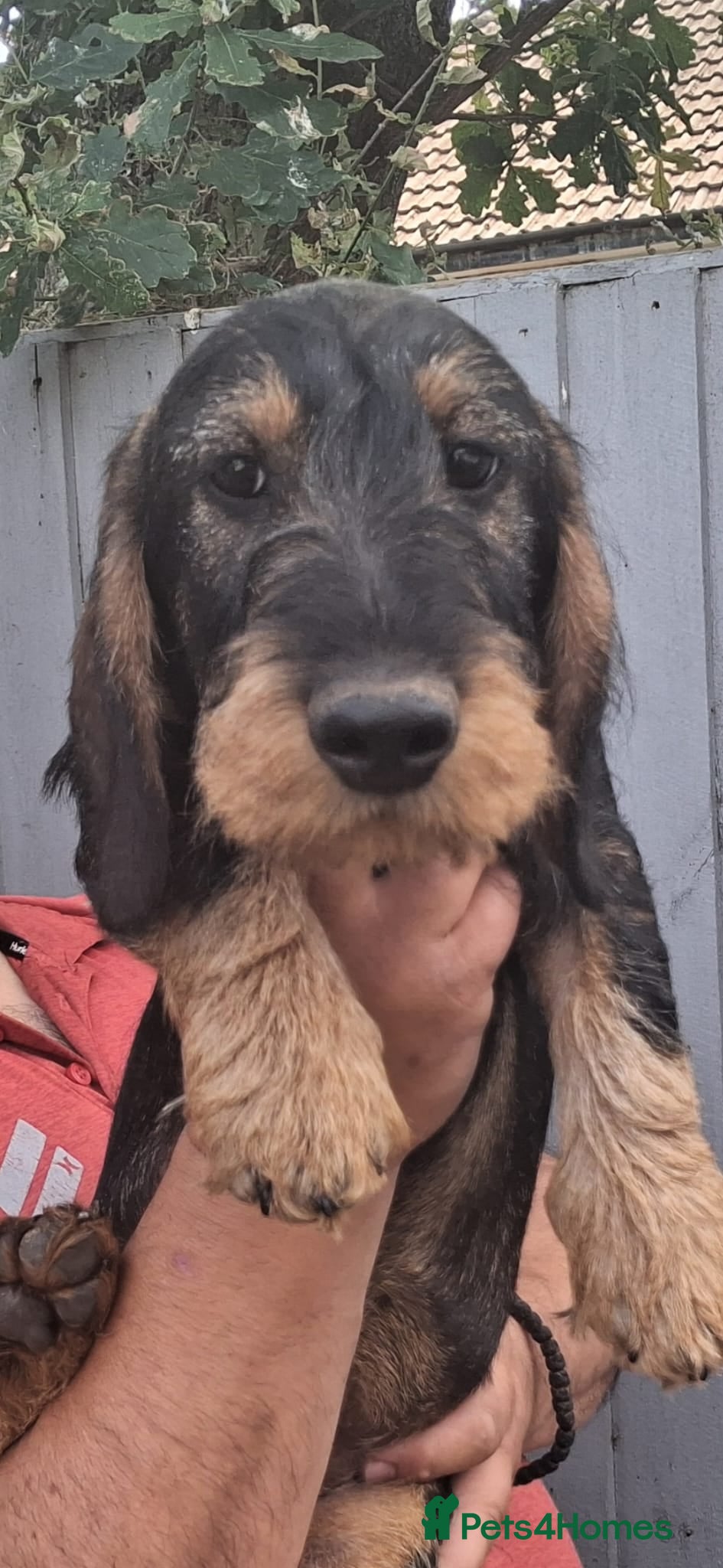 Dachshund dogs Standard Wirehaired Dachshund/Teckel Puppies - Advert 2