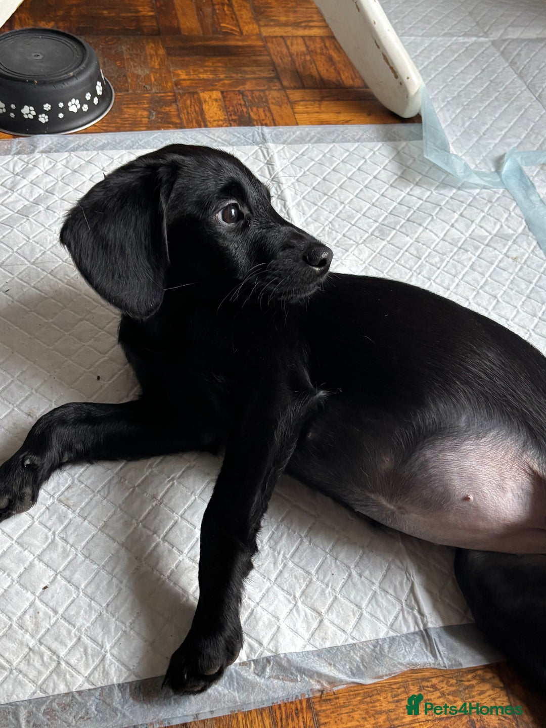 Mixed Breed dogs for sale: 1 Girl and 2 Boys mini labradoodles puppy’s left - Advert 17