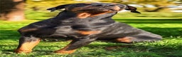 Dobermann dogs for stud: Dobermann Stud KC  - Advert 4