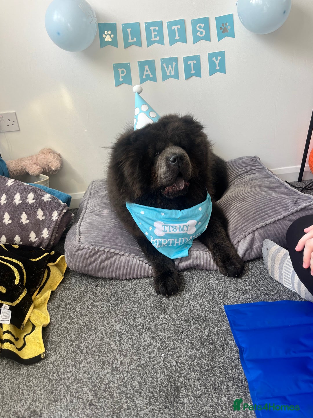 Chow Chow dogs for stud: Chow Chow For Stud - Image 4