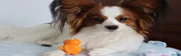 Papillon dogs for stud: ♥STUD♥ Papillon in Kettering - Advert 5