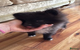 Pomeranian dogs for sale: Pomeranian puppy for sale - Image 3