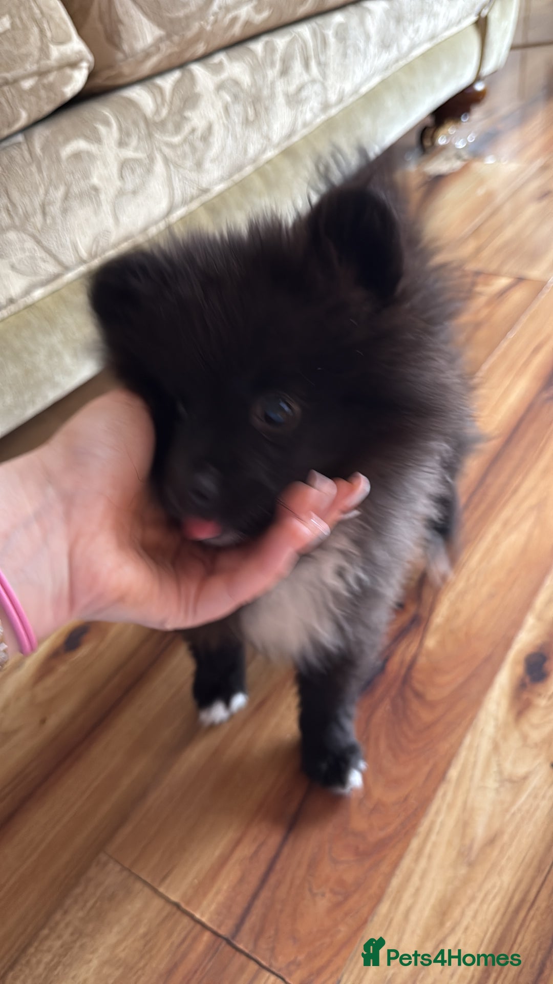 Pomeranian dogs for sale: Pomeranian puppy for sale - Image 3