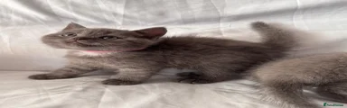 British Shorthair 2