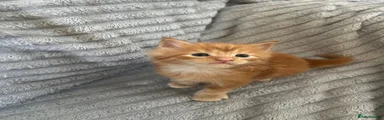Maine Coon 2 - Male