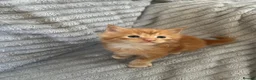 Maine Coon cats for sale: Beautiful Maine coon kittens - Advert 4