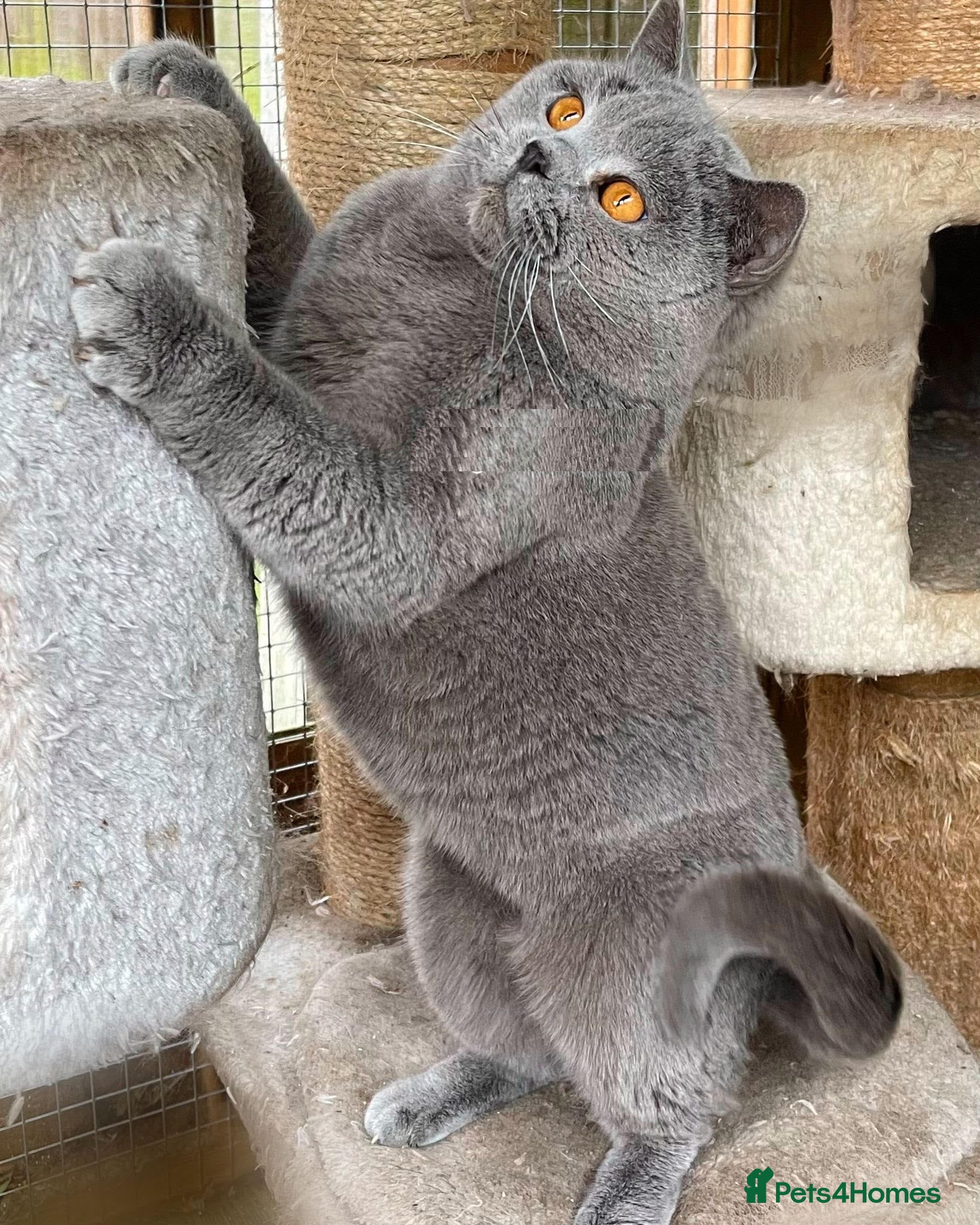 British Shorthair cats Exceptional British Shorthair – GCCF Champion Line - Advert 1