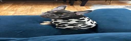 French Bulldog dogs for sale: Remi  - Advert 10