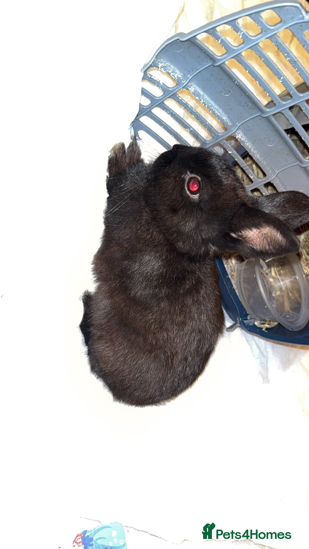 Netherland Dwarf rabbits for sale: Netherland Dwarf Rabbit  - Image 2