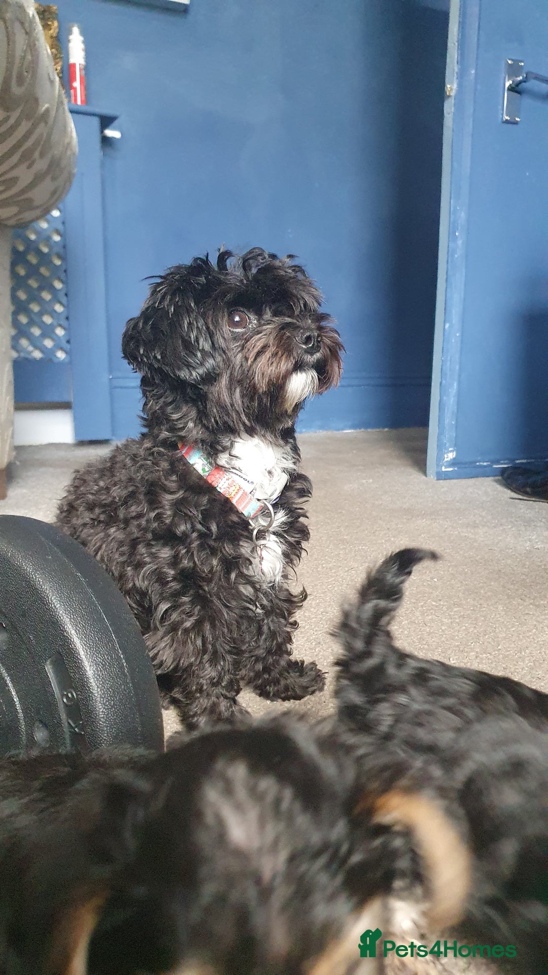 Yorkiepoo dogs for sale: Yorkipoo  - Image 5