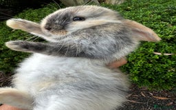 Mini Lion Lop rabbits for sale: Pure bred mini lop bunnies in Uckfield - Image 12