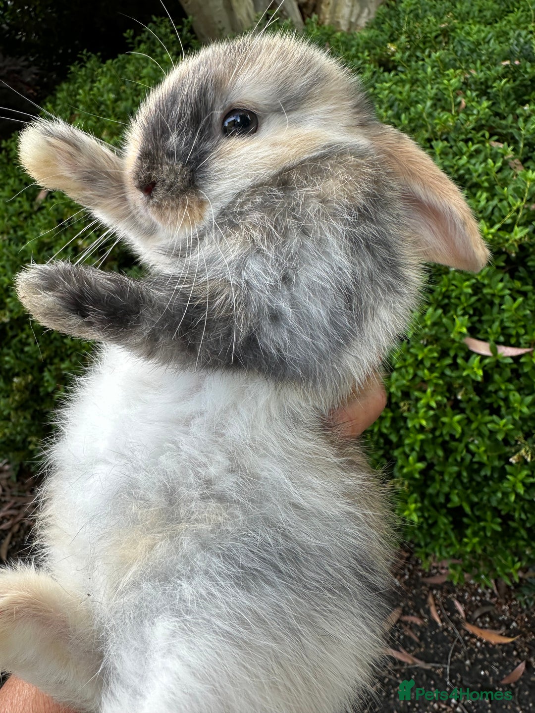 Mini Lion Lop rabbits for sale: Pure bred mini lop bunnies in Uckfield - Image 12