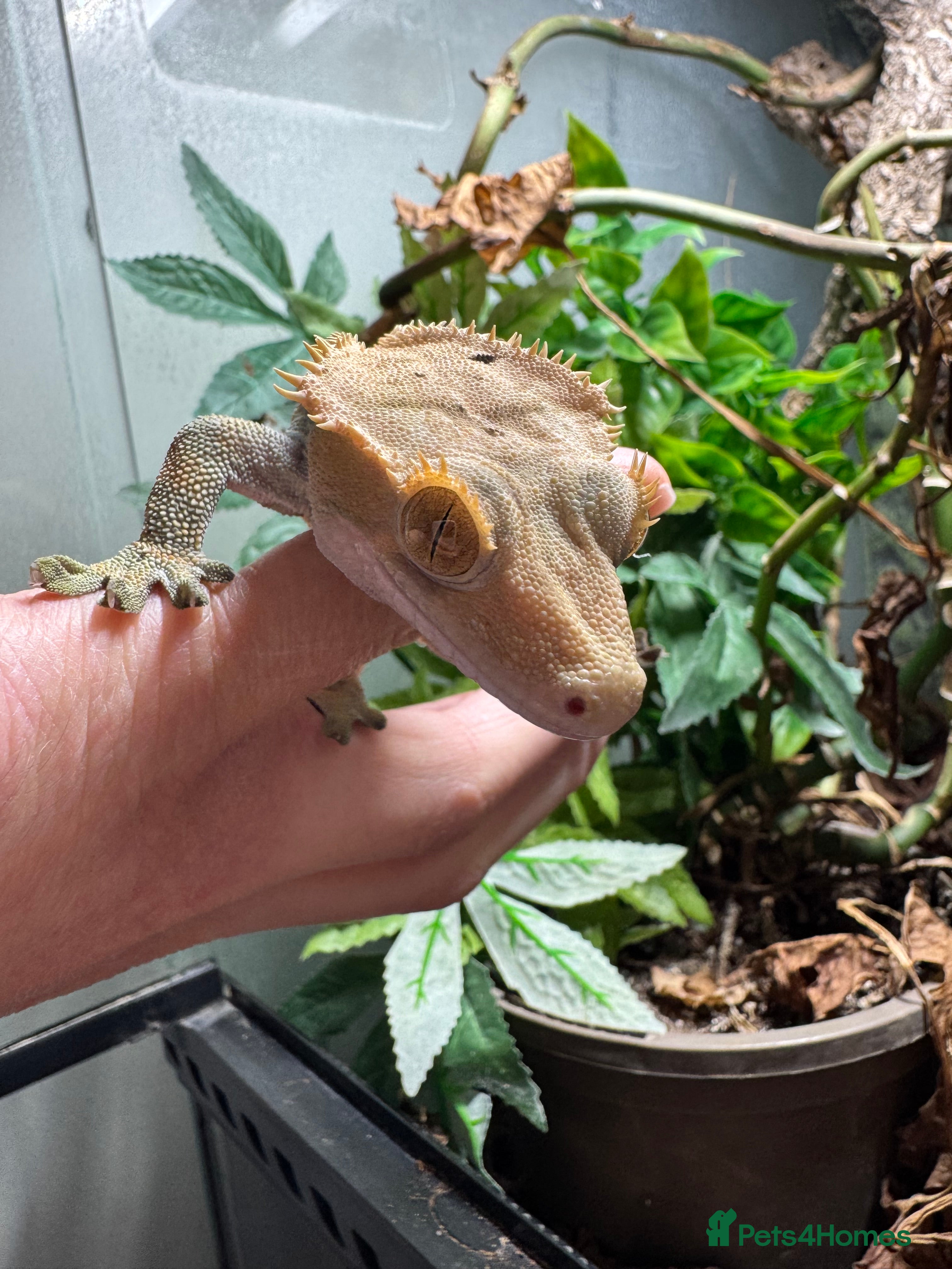 Gecko reptiles Crested Gecko & Whole Setup (Friendly, Male) - Advert 1