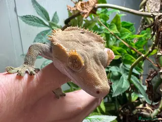 Gecko reptiles Crested Gecko & Whole Setup (Friendly, Male) - Advert 1