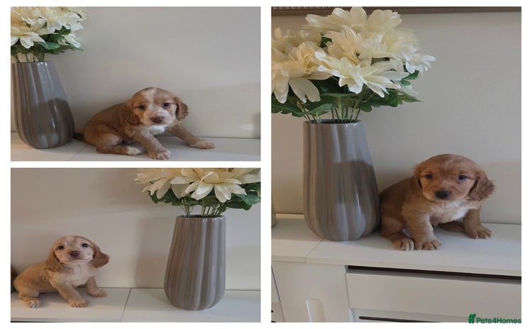 Cocker Spaniel dogs - Advert 16