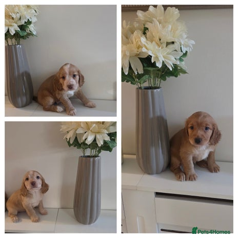 Cocker Spaniel dogs - Advert 3