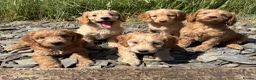 Cockapoo dogs for sale: F1 Miniature Cockapoo Puppies – Ready Soon - Advert 3