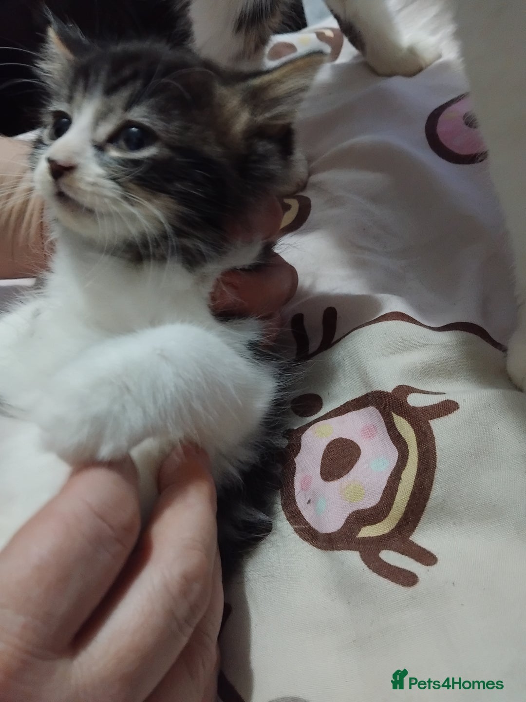 Mixed Breed cats for sale: Kittens  - Advert 5