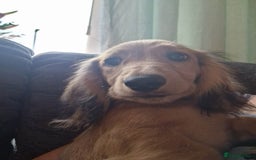 Miniature Dachshund dogs for stud: Long Haired minature Black and Tan male  in Pontefract - Image 6
