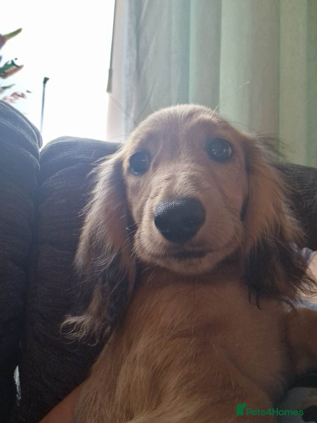 Miniature Dachshund dogs for stud: Long Haired minature Black and Tan male  in Pontefract - Image 6