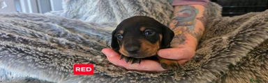 Dachshund 1