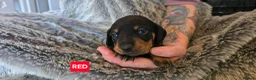 Dachshund dogs for sale: Miniature Dachshund Puppies (PRA Clear) in Clacton-on-Sea - Advert 7