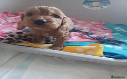 Cockapoo dogs for sale: F1 cockapoo puppies - Image 2