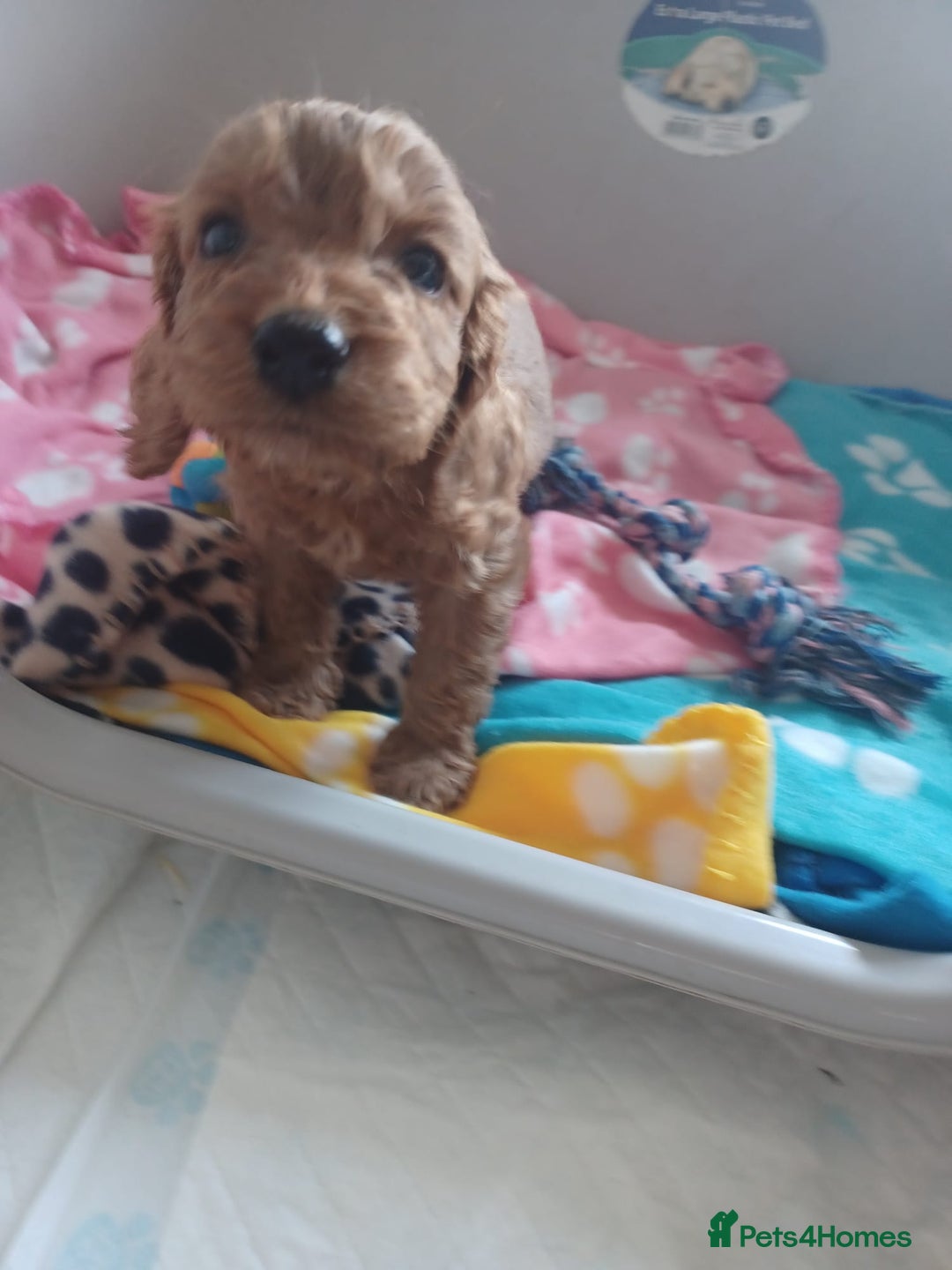 Cockapoo dogs for sale: F1 cockapoo puppies - Image 2