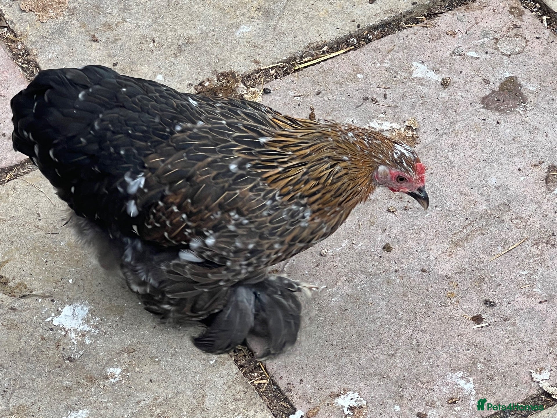 Chickens poultry 11 female point of lay Pekin for sales  - Advert 2