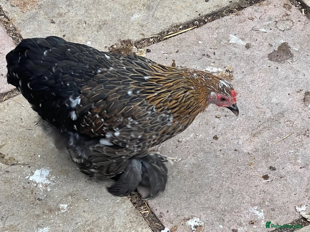 Chickens poultry for sale: 11 female point of lay Pekin for sales  - Advert 2