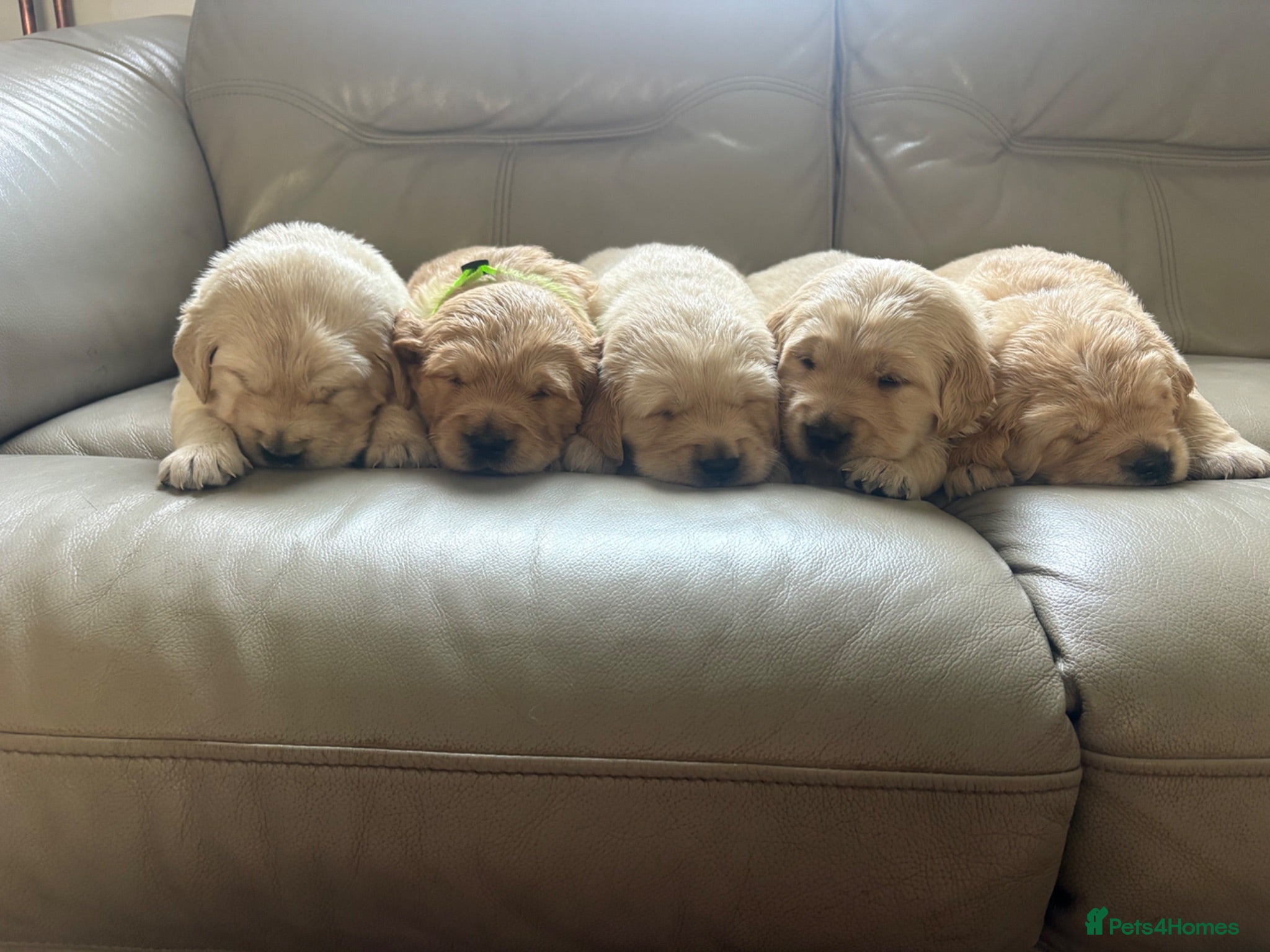Golden Retriever dogs Golden Retiever puppies  - Advert 1