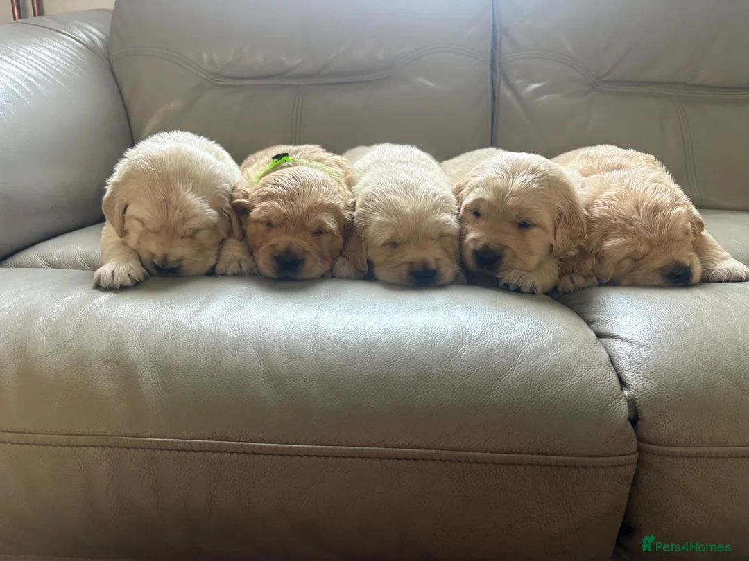 Golden Retriever dogs for sale: Golden Retiever puppies  - Advert 1