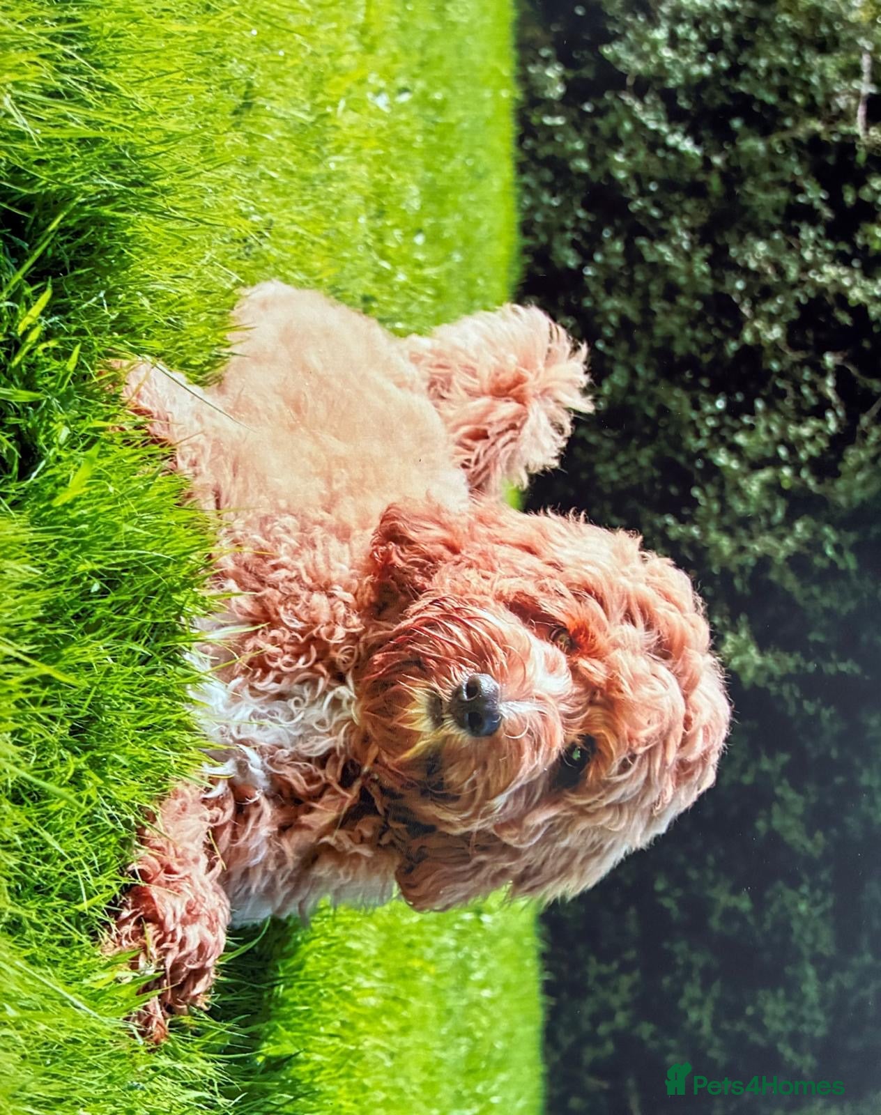 Australian Labradoodle dogs red/Merle multi generation Australian Labradoodle  - Advert 1