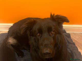 German Shepherd dogs Black German Shepherd - Advert 3