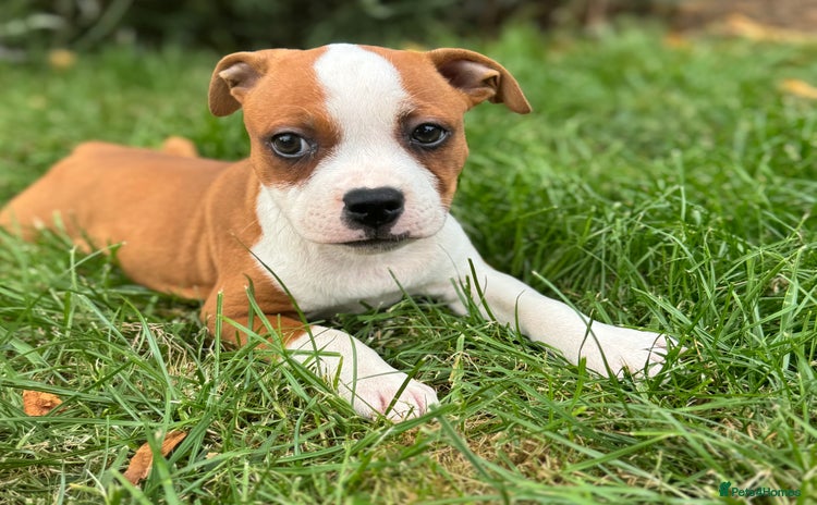 Staffordshire Bull Terrier dogs - Advert 1