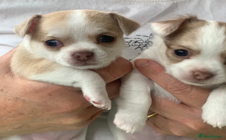 Chihuahua dogs - Advert 6