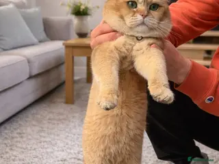 British Shorthair cats British golden cat - Advert 1