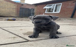Cane Corso dogs for sale: Cane Corso puppies 9 week old 🫶❤️🫶 - Image 20