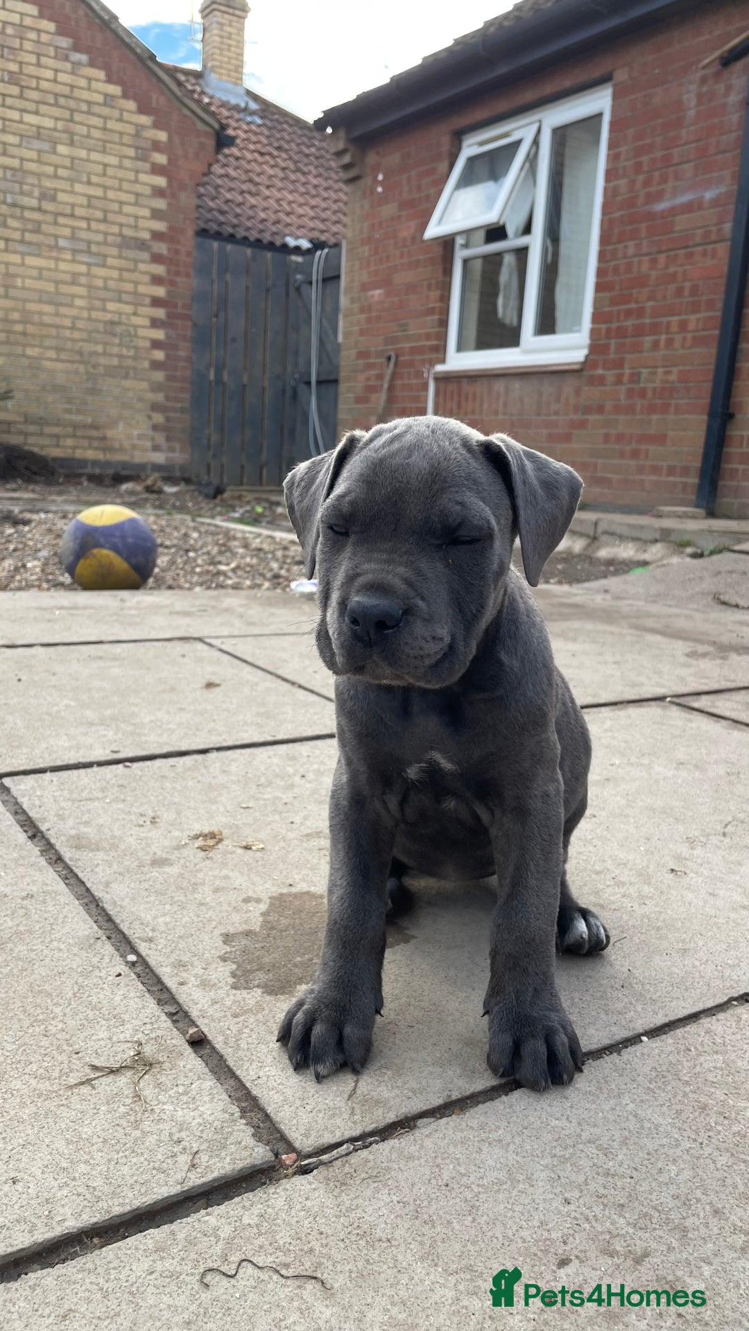 Cane Corso dogs for sale: Cane Corso puppies 9 week old 🫶❤️🫶 - Image 20